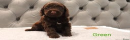 Cockapoo dogs for sale: Beautiful Cockapoos looking for their forever home - Advert 24