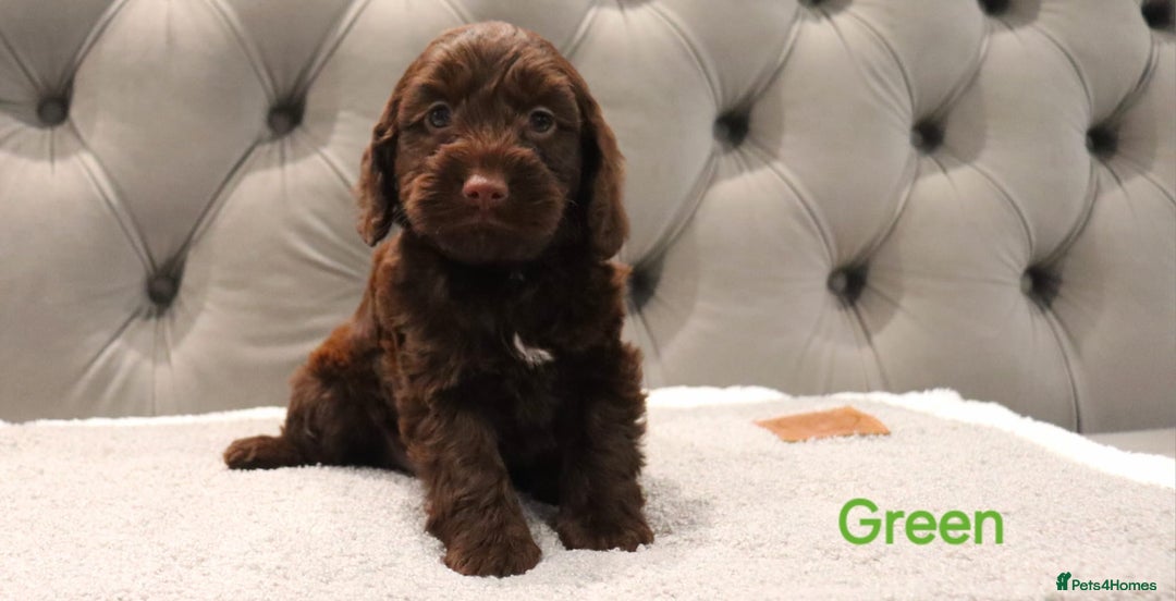 Cockapoo dogs for sale: Beautiful Cockapoos looking for their forever home - Advert 24