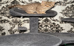 British Shorthair cats for sale: British shorthair kittens  - Image 5