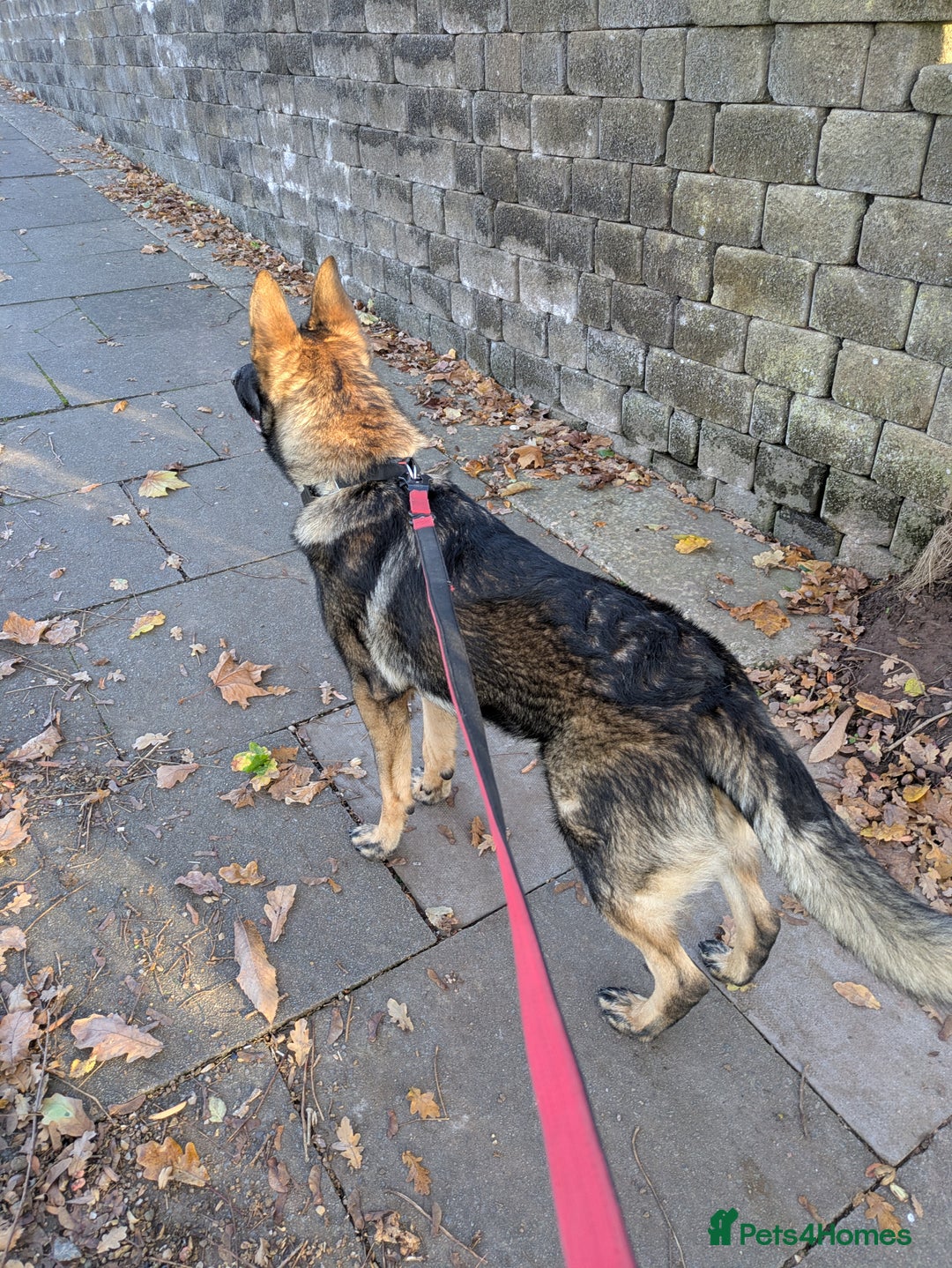 German Shepherd dogs for sale: 10 month old GSD Male and Female puppy available - Advert 6