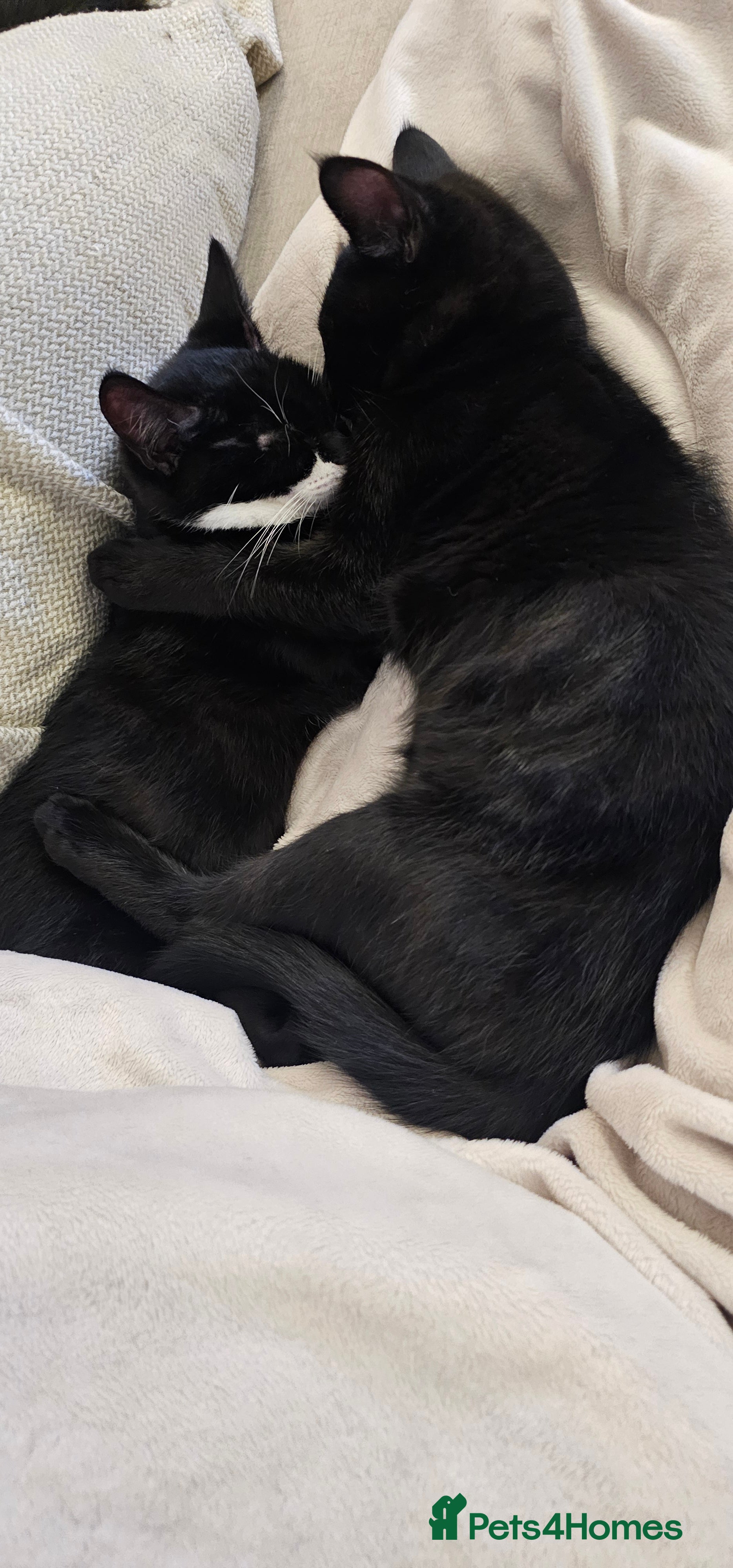 Mixed Breed cats Bundle of love 2 x beautiful kitties - Advert 6