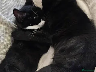 Mixed Breed cats Bundle of love 2 x beautiful kitties - Advert 6