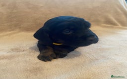 Cocker Spaniel dogs for sale: Cocker Spaniel Pups - Image 7