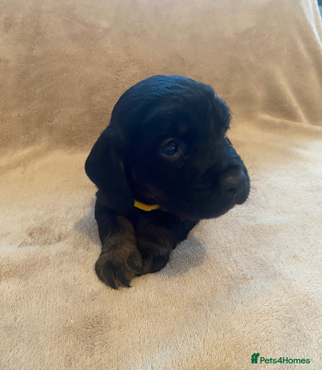 Cocker Spaniel dogs for sale: Cocker Spaniel Pups - Image 7