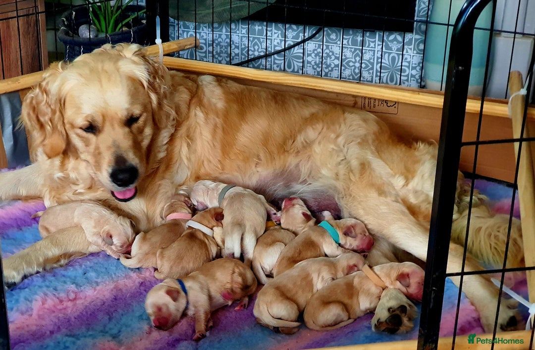 Golden Retriever dogs for sale: 🐕‍🦺Beautiful Pedigree Golden Retriever Puppies🦮 - Image 28