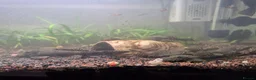 Plecos fish for sale: Bristlenose Plecos in Farnborough - Advert 1
