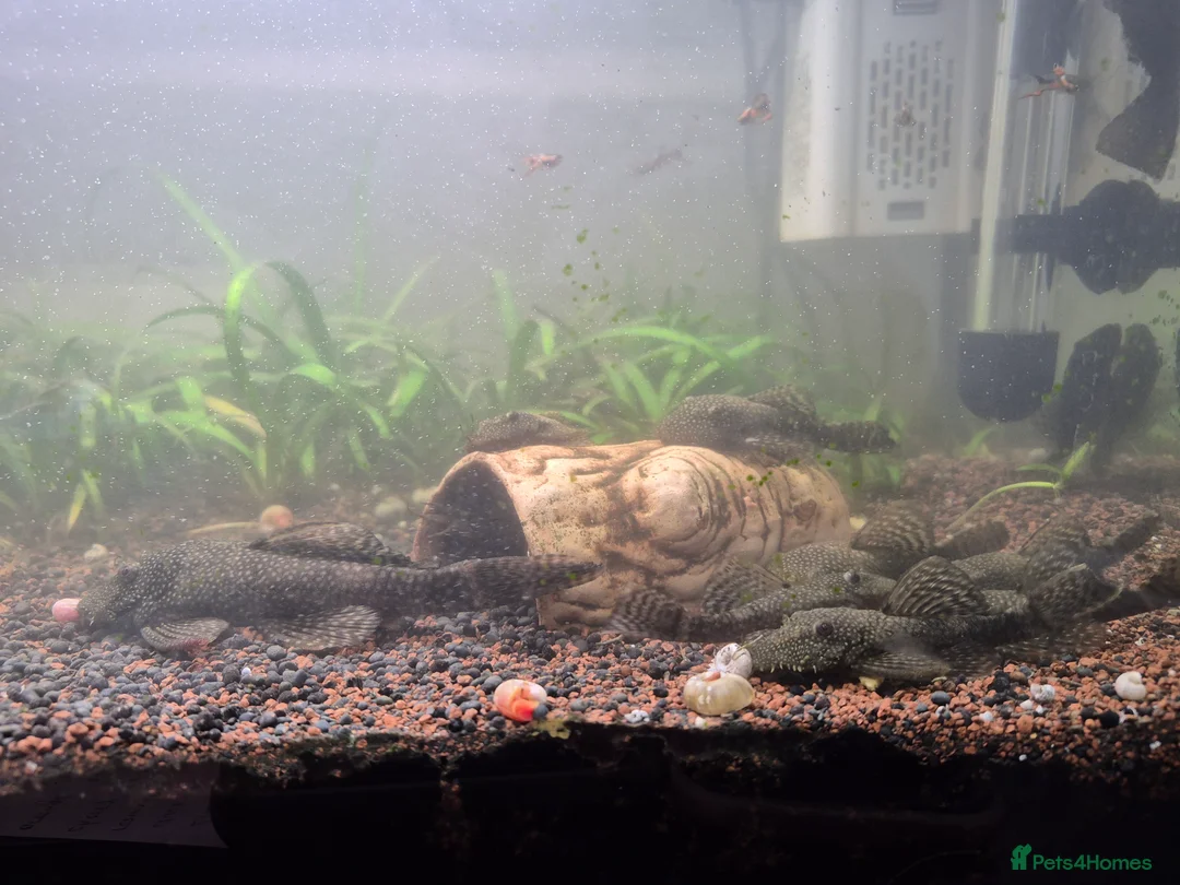 Plecos fish for sale: Bristlenose Plecos in Farnborough - Advert 1