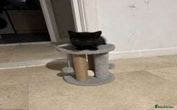 Domestic Shorthair cats for sale: Black kitten - Image 3