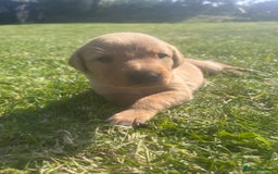 Labrador Retriever dogs for sale: Fox Red pedigree Labradors in Pwllheli - Image 6