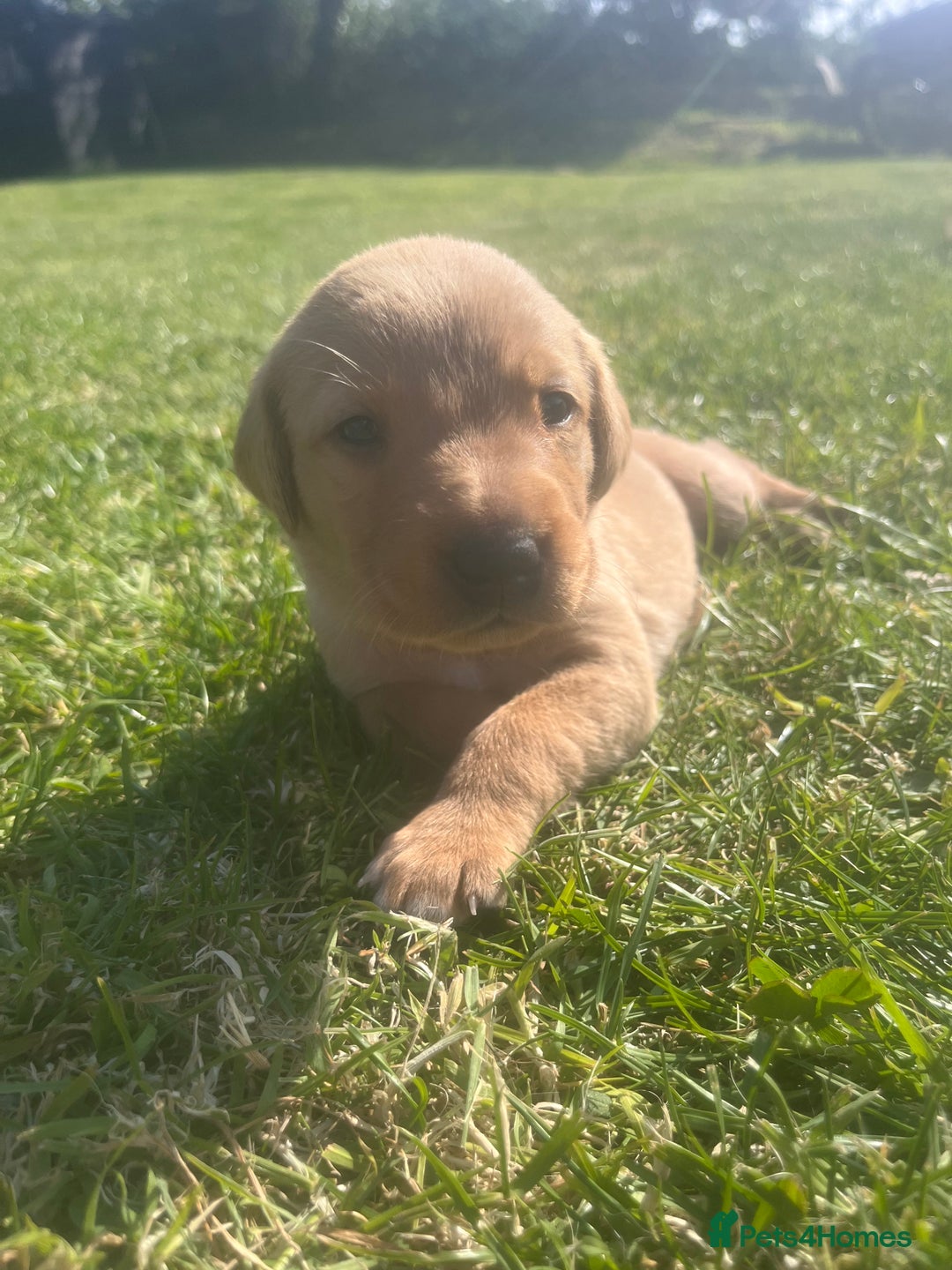 Labrador Retriever dogs for sale: Fox Red pedigree Labradors in Pwllheli - Image 6