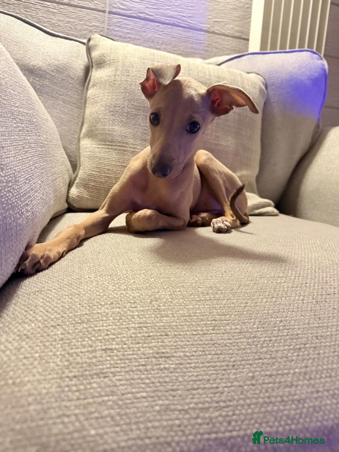 Italian Greyhound dogs for sale: Italian greyhound Fawn Puppy  - Advert 1