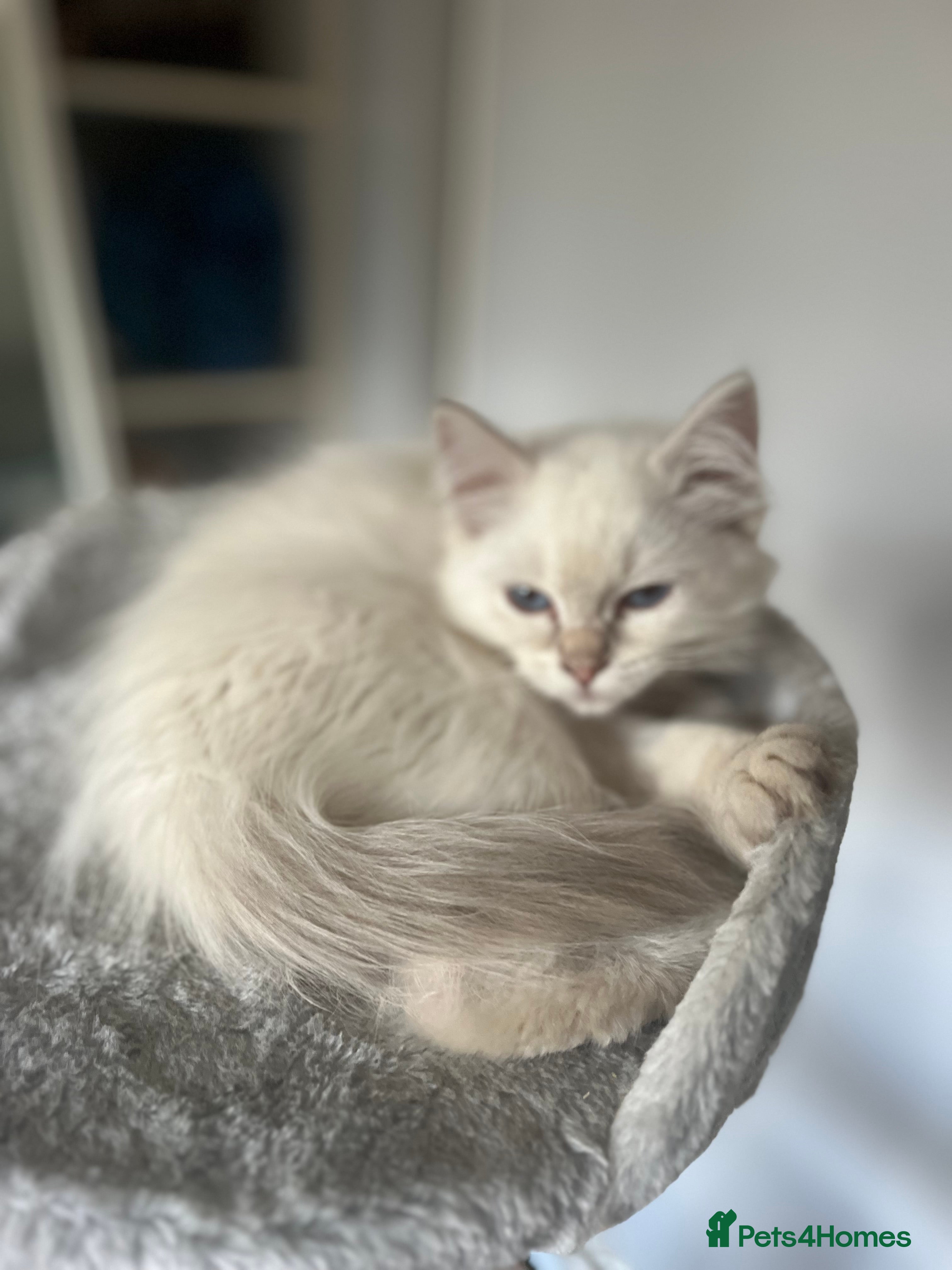 Ragdoll cats Gorgeous Tica Cherubim ragdoll kittens  - Advert 5