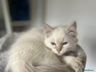 Ragdoll cats Gorgeous Tica Cherubim ragdoll kittens - Advert 5