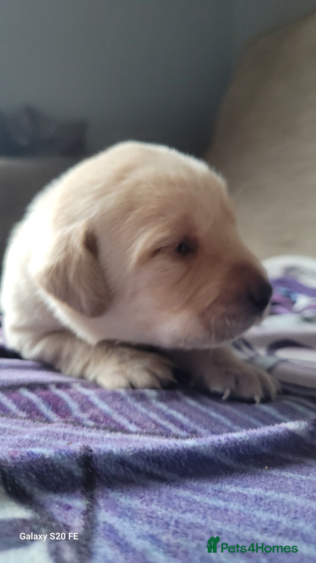 Labrador Retriever dogs for sale: 6 beautiful Labrador (all reserved)  - Advert 12