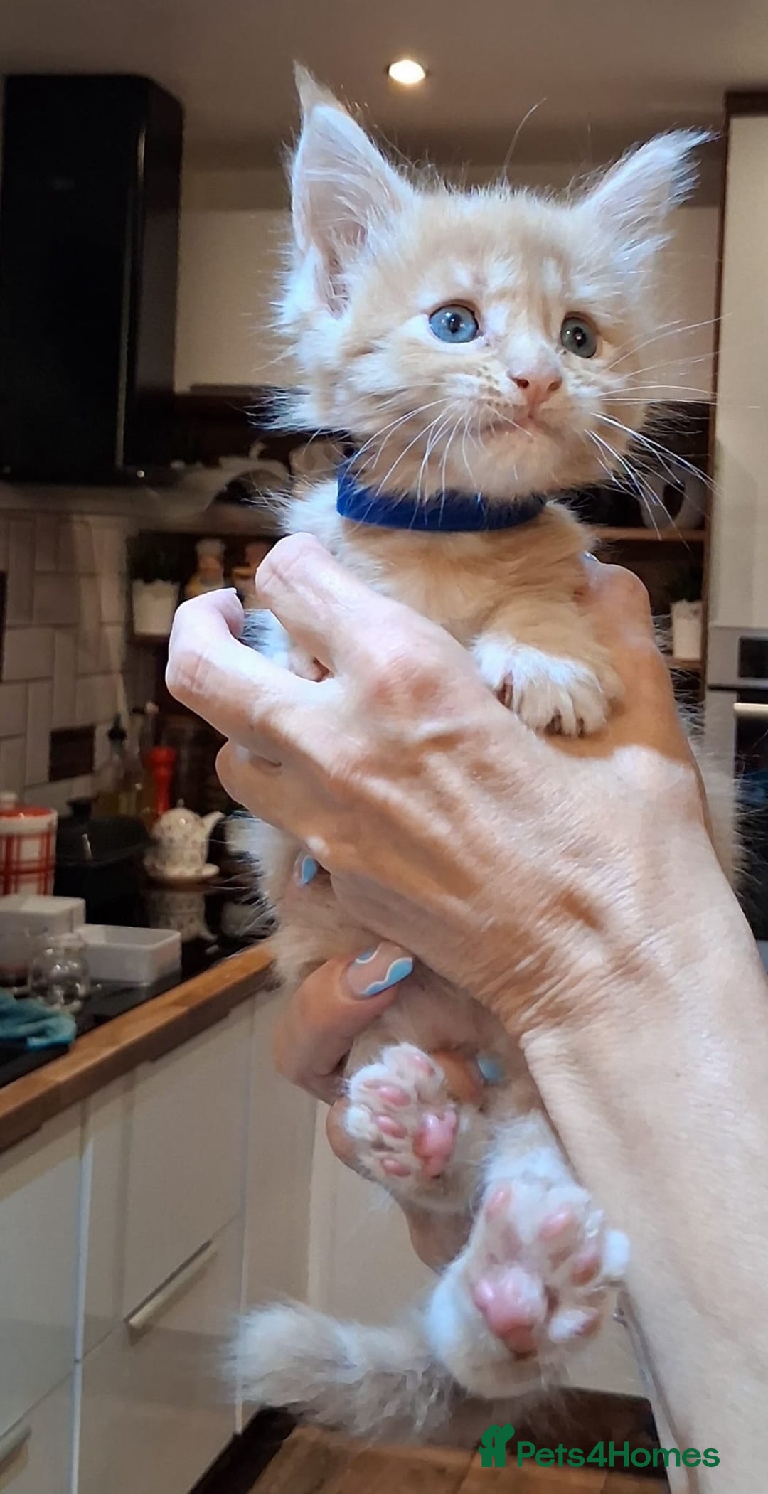 Maine Coon cats for sale: Maine Coon pedigre XL - Image 15