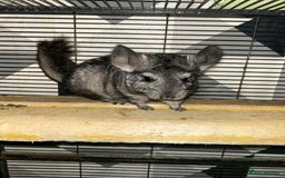Chinchilla rodents for sale: Stunning little Female Chinchilla £80 - Image 7