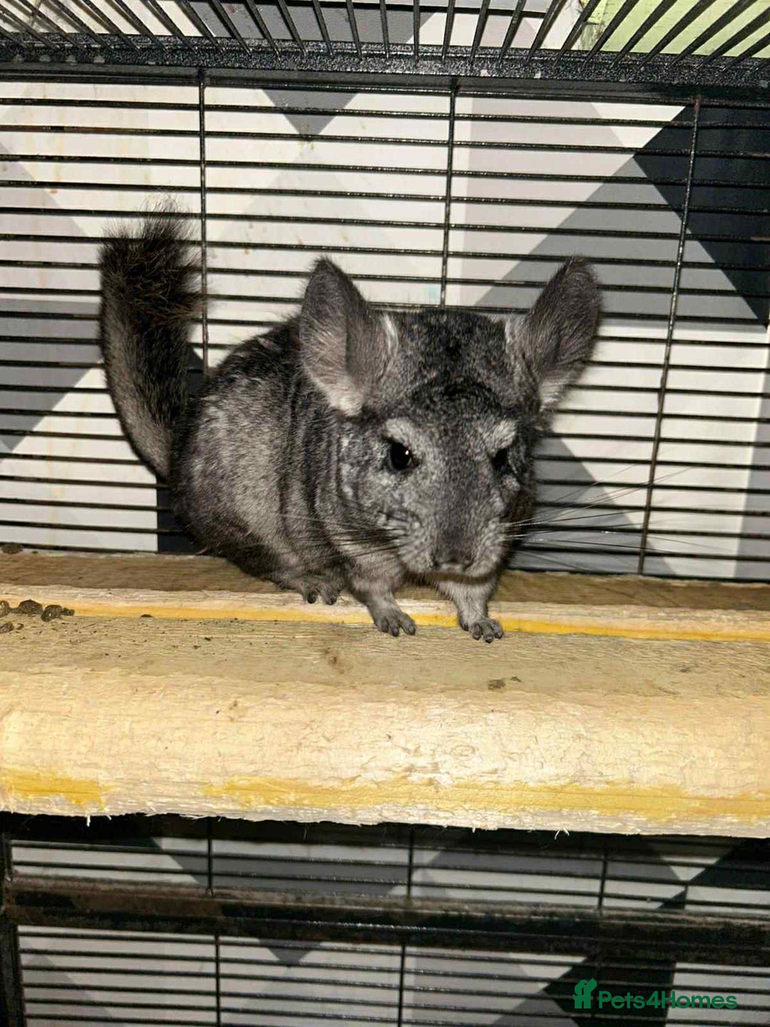 Chinchilla rodents for sale: Stunning little Female Chinchilla £80 - Image 7