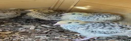 Quail poultry for sale: 2-3 months old breeding male quails  in Worcester Park - Advert 4