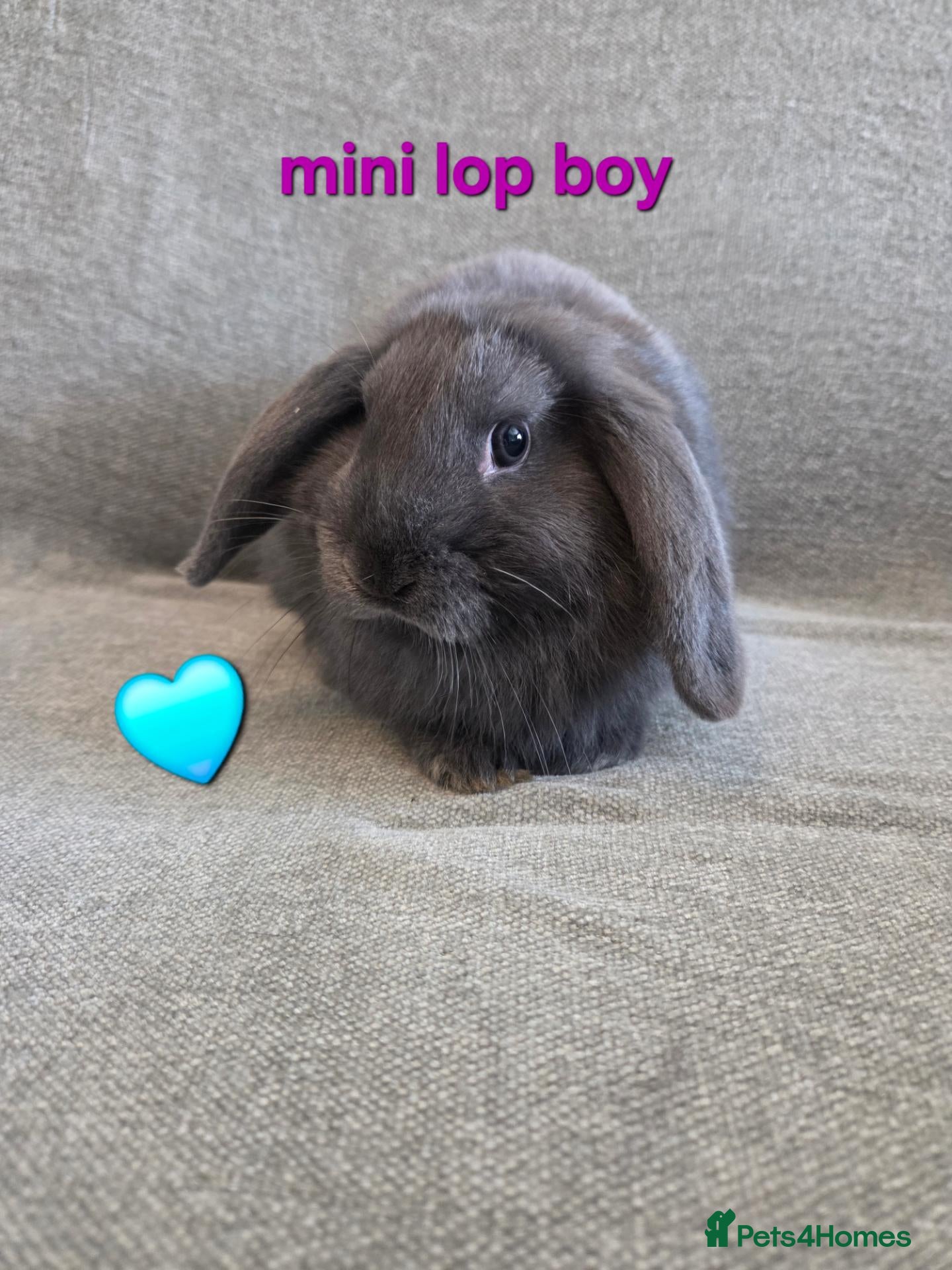 Mini Lop rabbits Very Tame Mini lop Boy & Girl 10 weeks - Advert 2