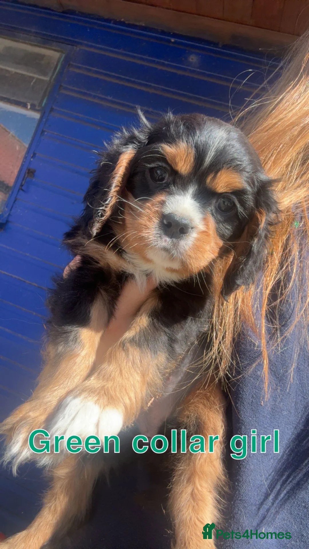 Cavalier King Charles Spaniel dogs for sale: 4 gorgeous Cavaliers for sale - Advert 2
