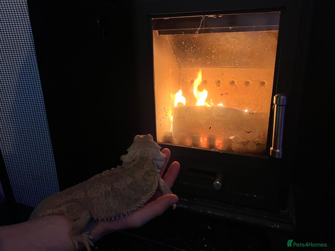 Bearded Dragon reptiles for sale: Rehoming Remy - Advert 4