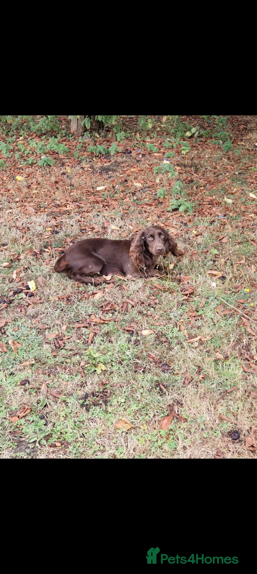 Cocker Spaniel dogs for sale: Kc registered Cocker Spaniel puppies  in Rochester - Advert 28