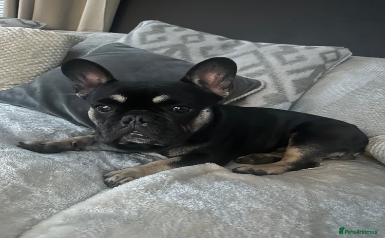 French Bulldog dogs - Advert 1
