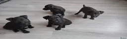 Patterdale Terrier dogs for sale: Pattersdale pups - Advert 3