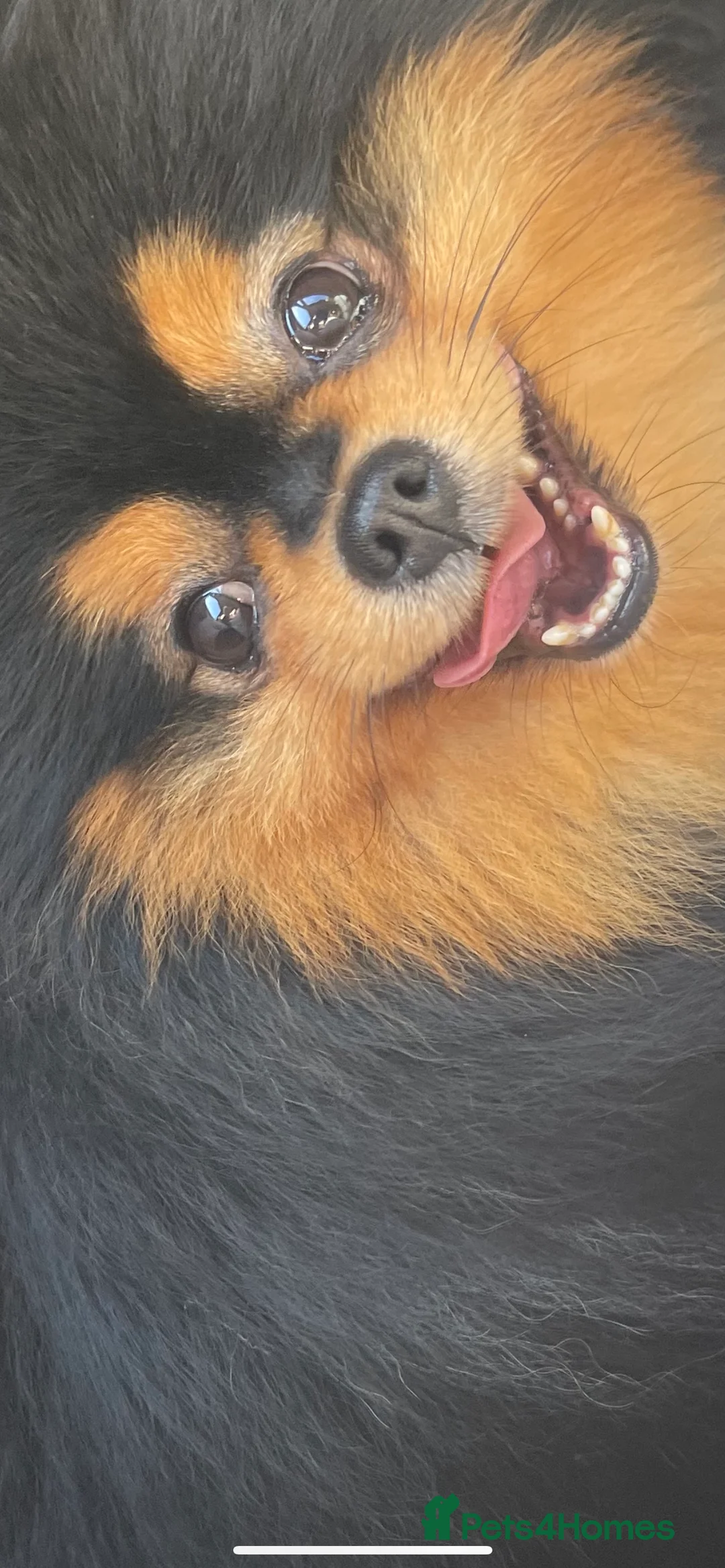 Pomeranian dogs for stud: STUNNING FENDI OPEN AT STUD 🏆CHAMPION SIRED🏆 in Grays - Advert 33