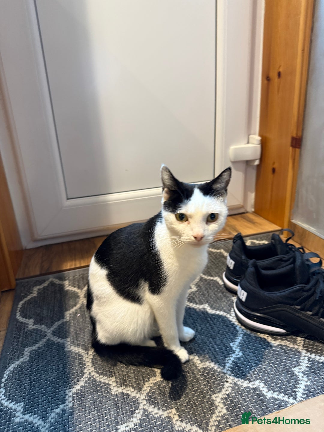 Mixed Breed cats for sale: Kittens for sale - Advert 9