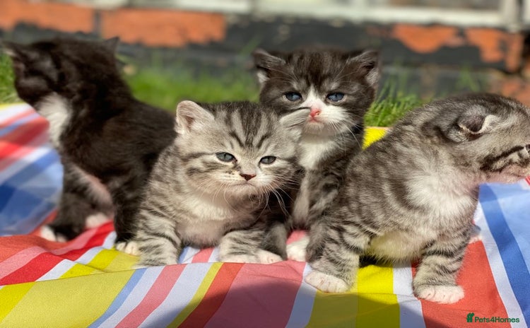 Scottish Fold cats - Advert 1