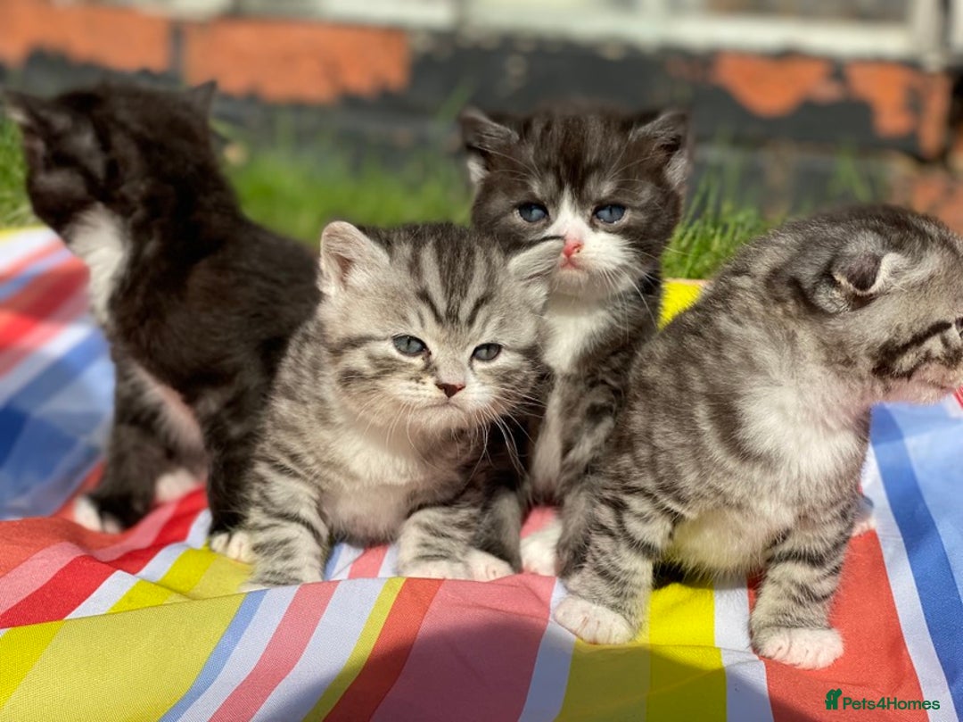 Scottish Fold cats for sale: Olga Bujor  - Image 1