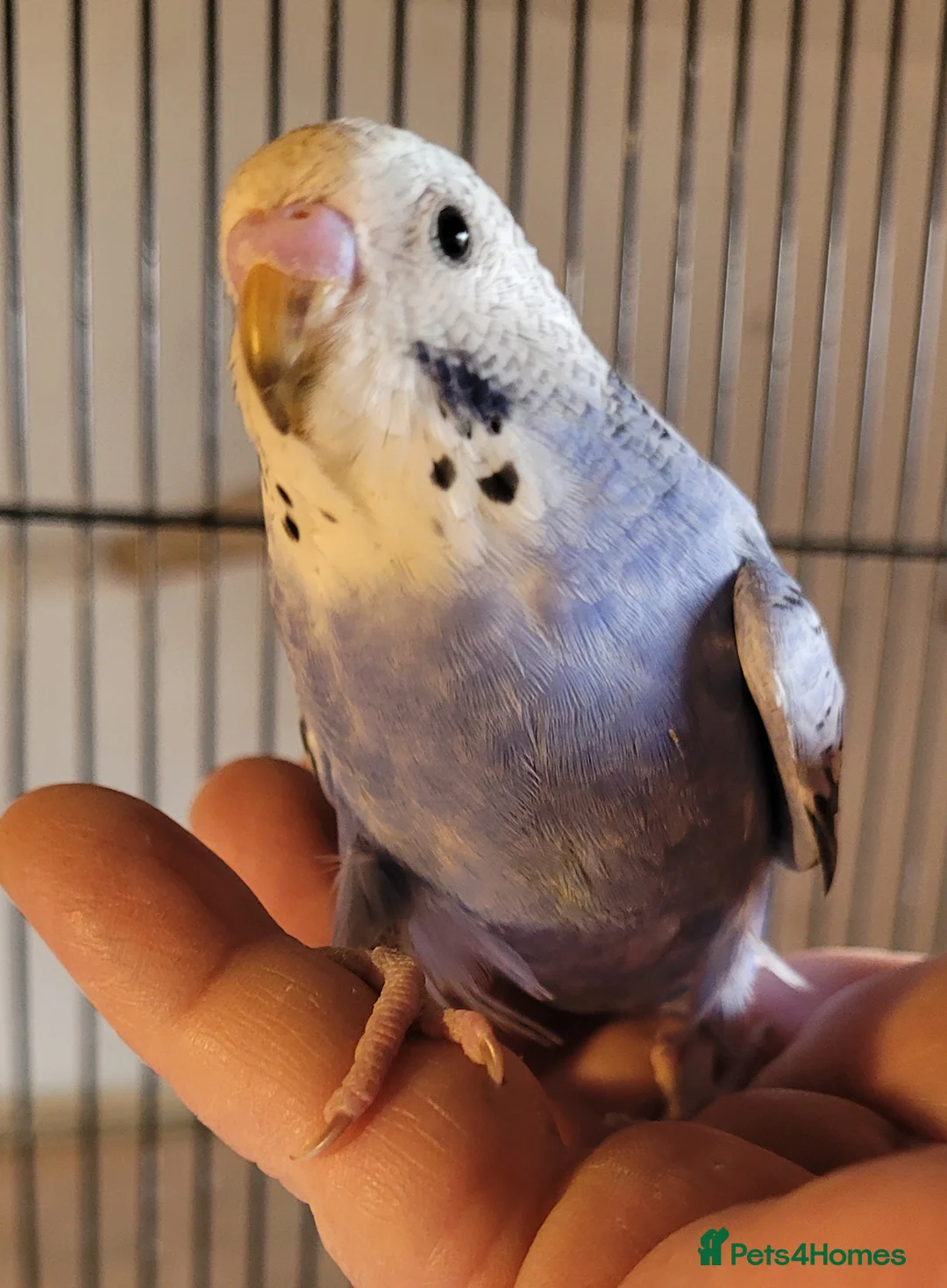 Budgerigars birds for sale: Baby Budgies (no offers) - Advert 21