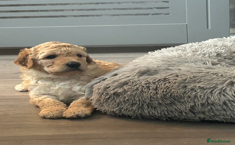 Mixed Breed dogs - Advert 1