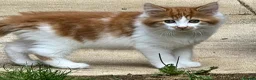 Mixed Breed cats for sale: Adorable and Friendly Kittens in Hungerford - Advert 8