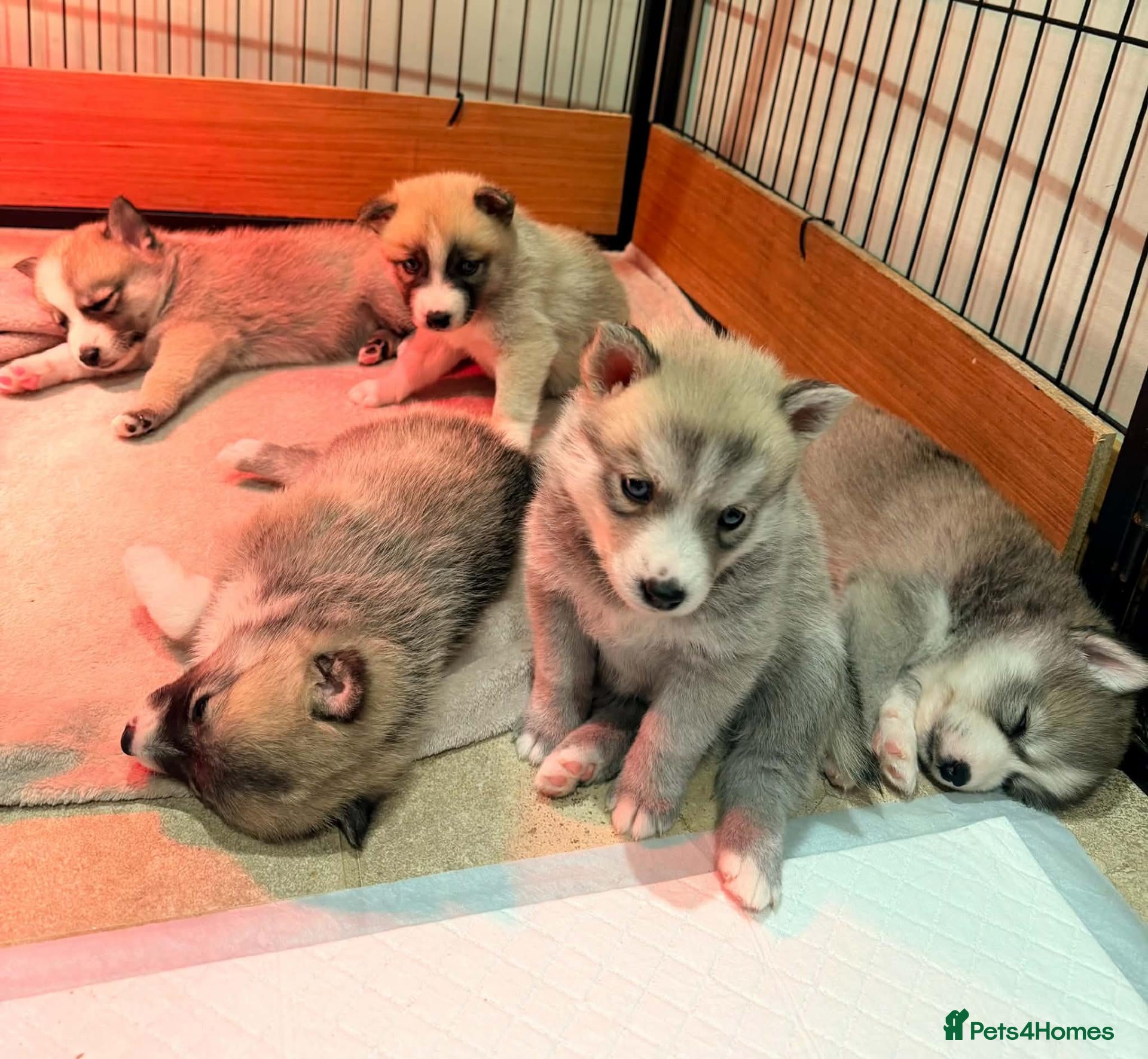 Pomsky dogs F2 Pomsky puppies - Advert 1