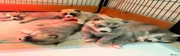 Pomsky dogs for sale: F2 Pomsky puppies in Brampton - Advert 1