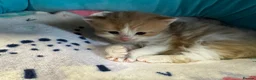 Mixed Breed cats for sale: 2 female and 2 male kittens  - Advert 8