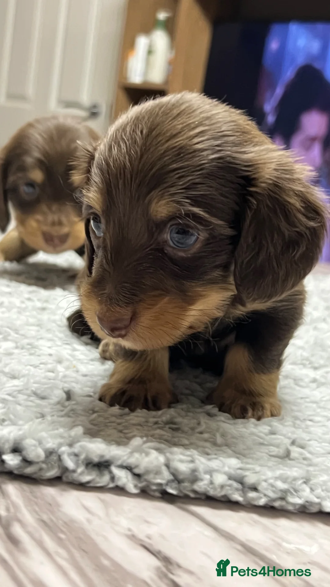 Miniature Dachshund dogs for sale: 🐾 Stunning Chocolate Cream Mini Longhair Boys ✨🐶 - Advert 19