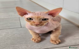 Sphynx cats for sale: 3 Lovely Canadian Sphynx kittens - Image 6