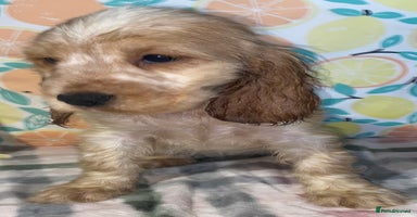 Cocker Spaniel dogs - Advert 13
