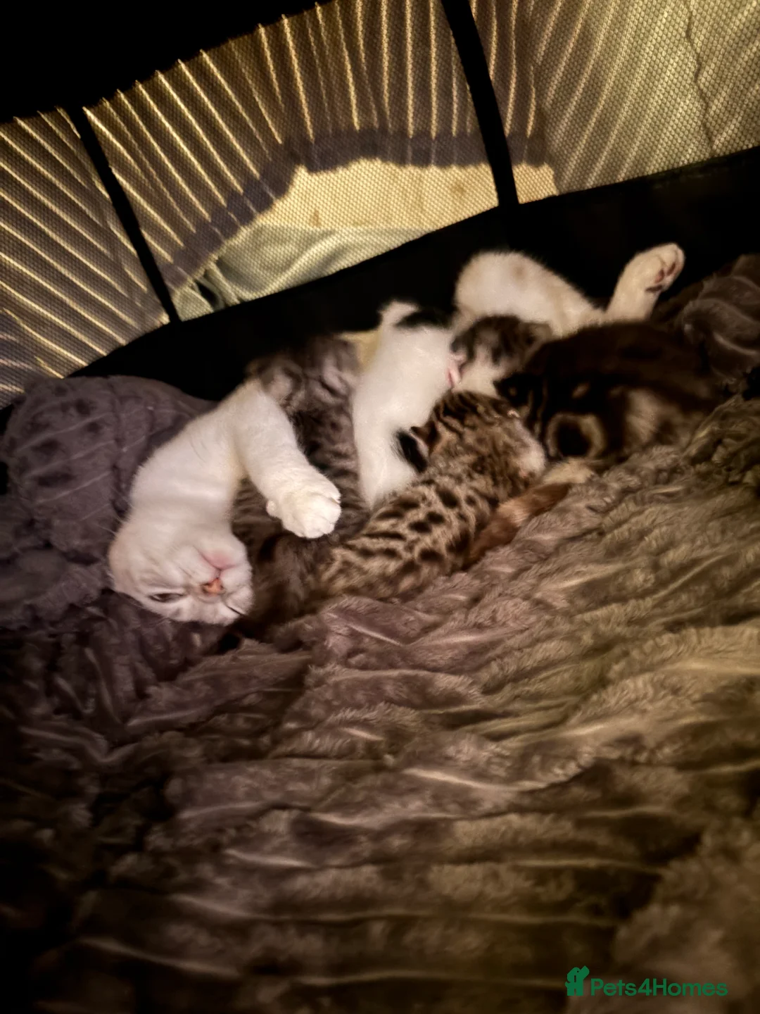 Scottish Fold cats for sale: 3 Beautiful ScottishFold TabbiesStripesSpotsFolded - Advert 8