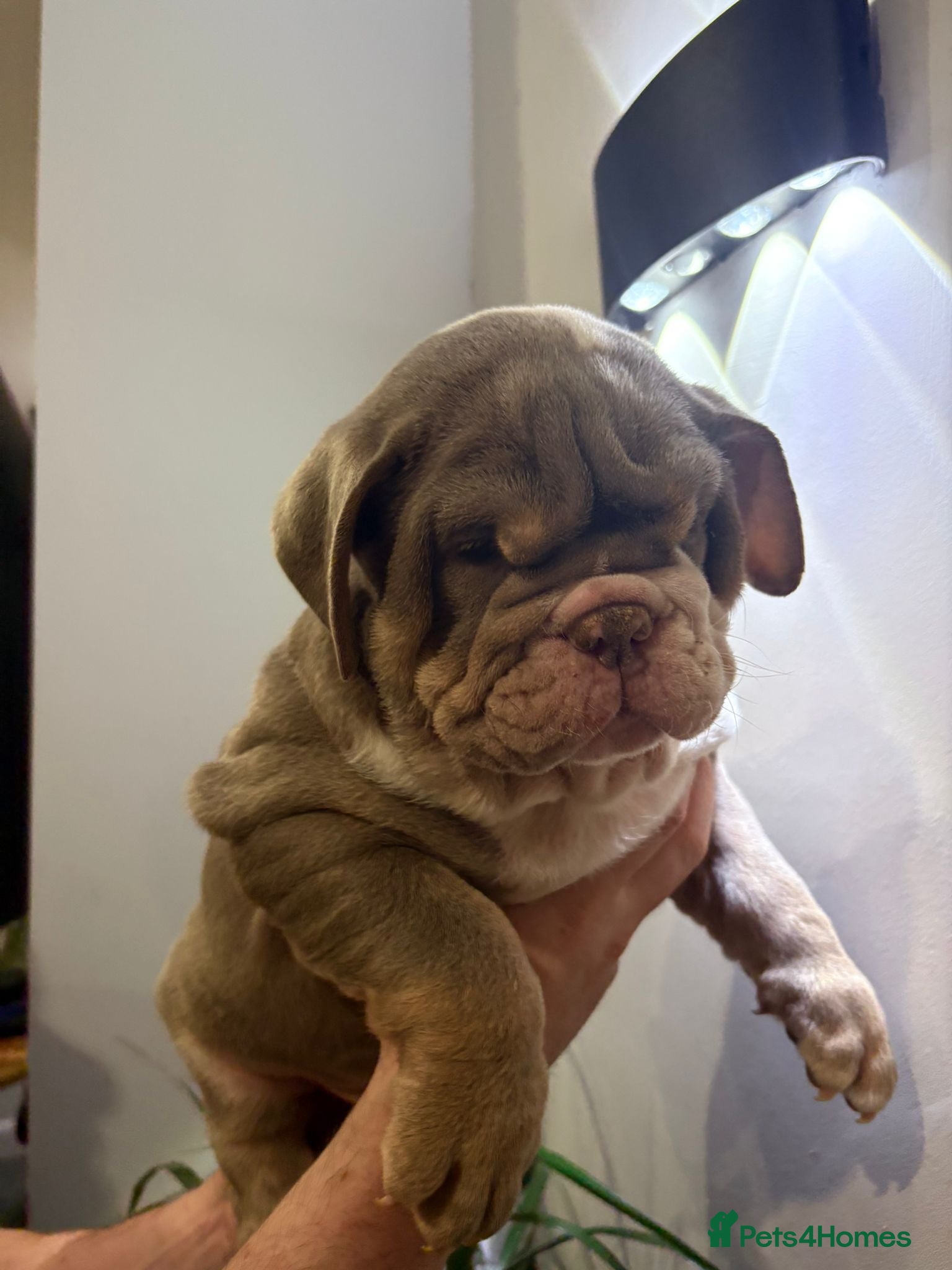 English Bulldog dogs English Bulldogs ready to leave! - Advert 1