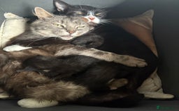 American Shorthair cats for sale: 5 black and white kittens for forever home - Image 22