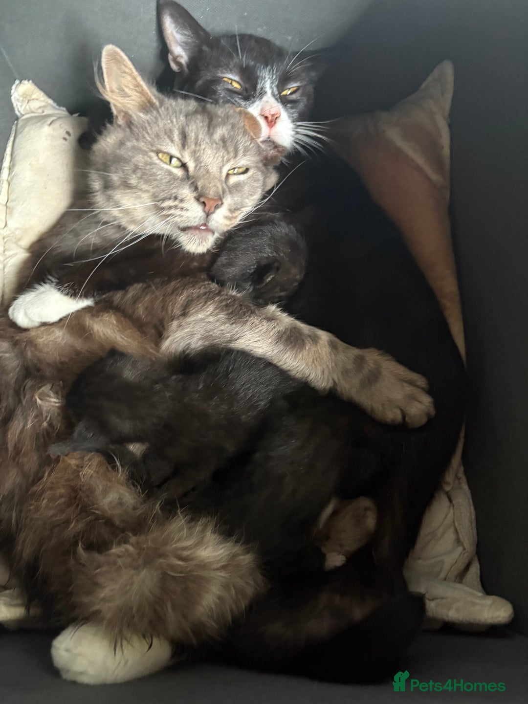 American Shorthair cats for sale: 5 black and white kittens for forever home - Image 22