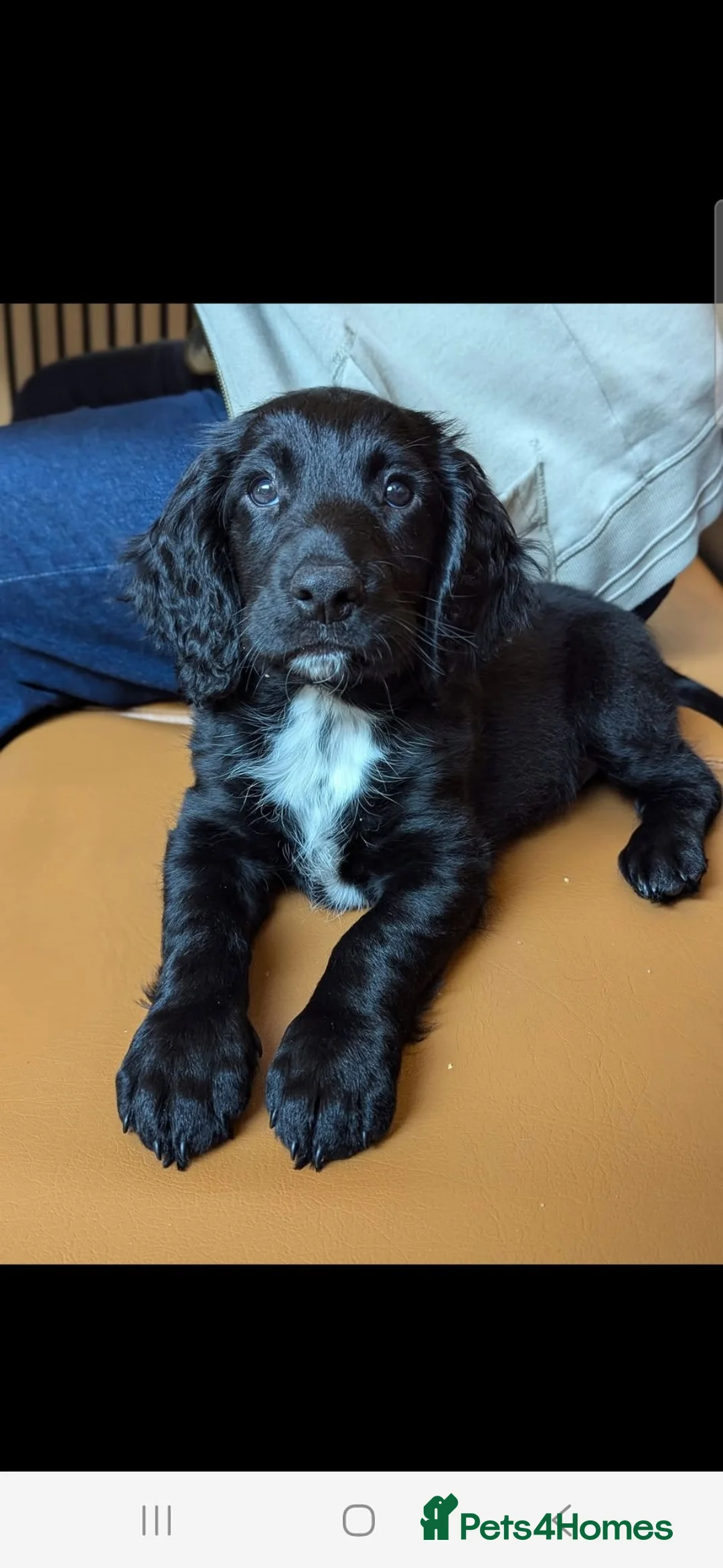 Cocker Spaniel dogs for stud: KC Reg working cocker spaniel STUD - Advert 2