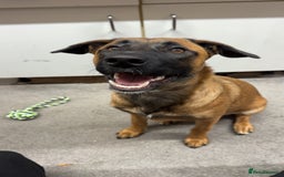 Mixed Breed dogs for sale: URGENT REHOME. Beautiful 6 month Belgian malinois  - Image 6