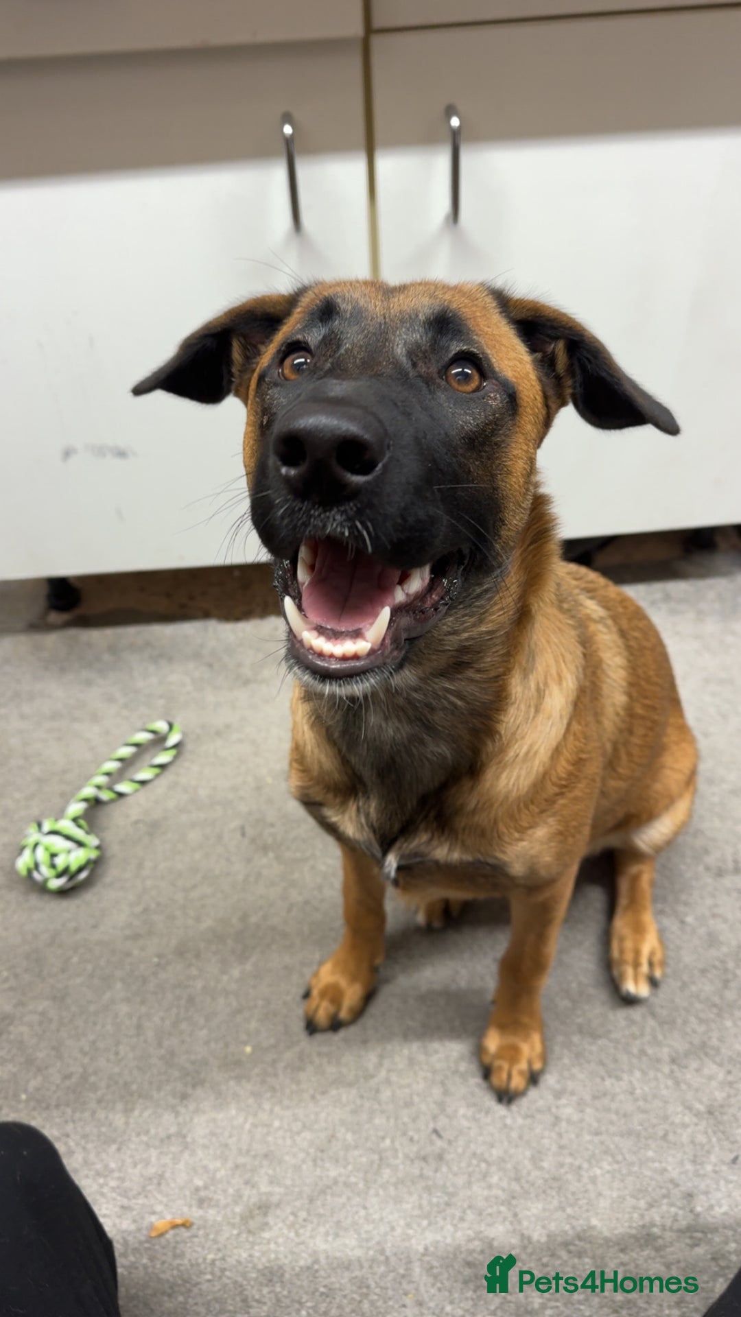 Mixed Breed dogs for sale: URGENT REHOME. Beautiful 6 month Belgian malinois  - Image 6