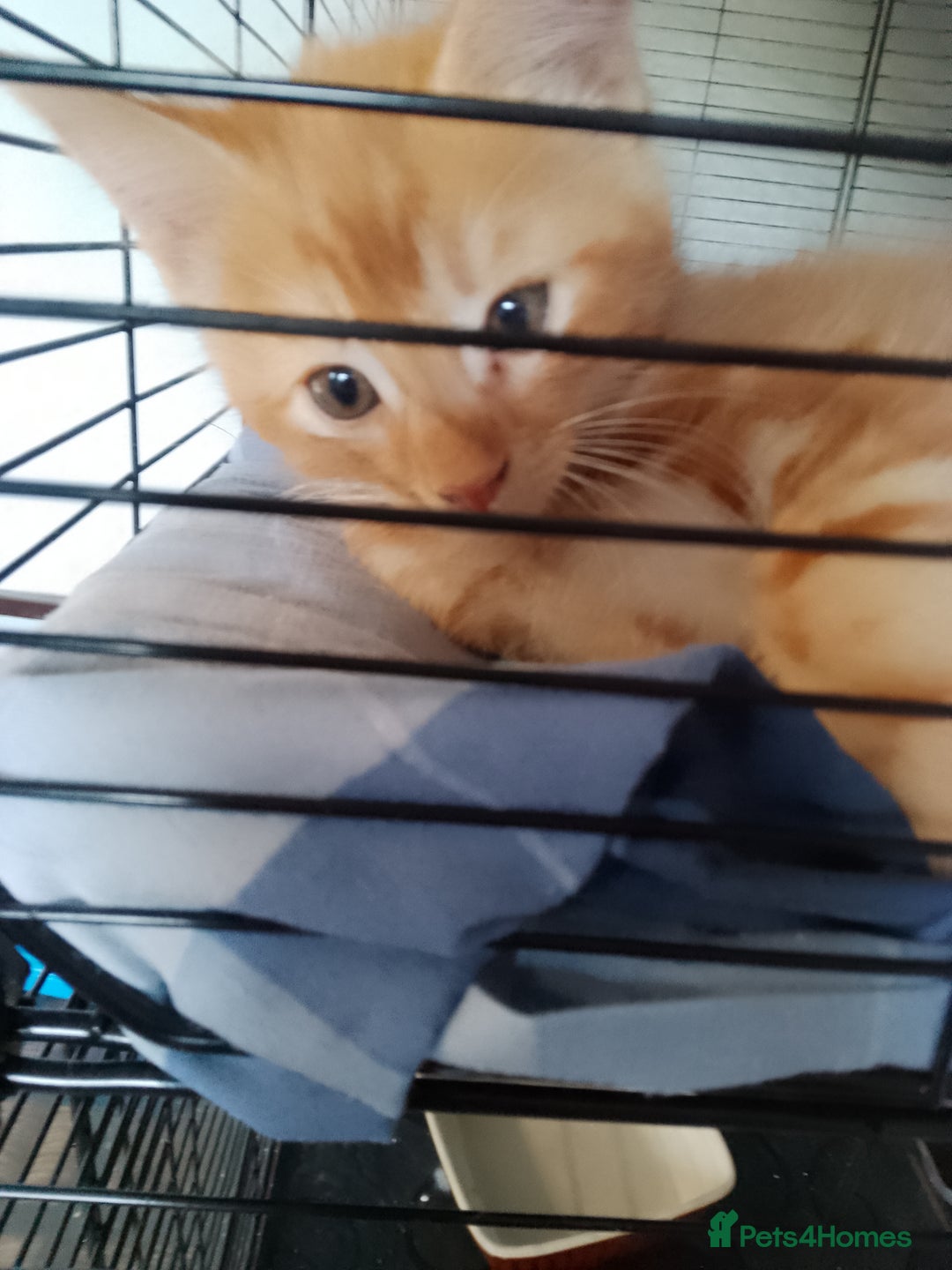 Mixed Breed cats for sale: Male kitten - Image 2