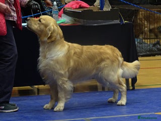 Golden Retriever dogs in Conwy - Advert 16